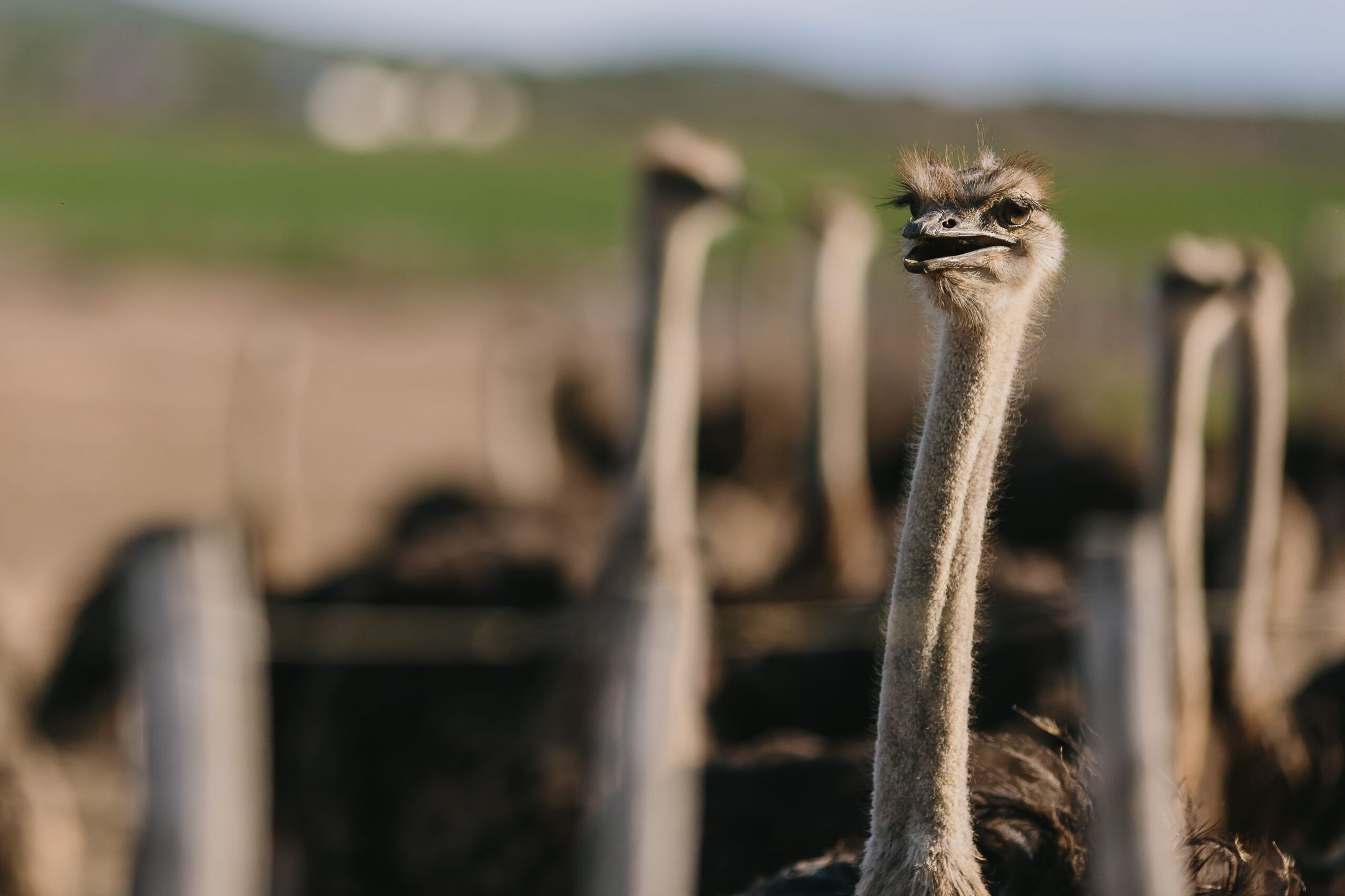 africamps boutique glamping south africa