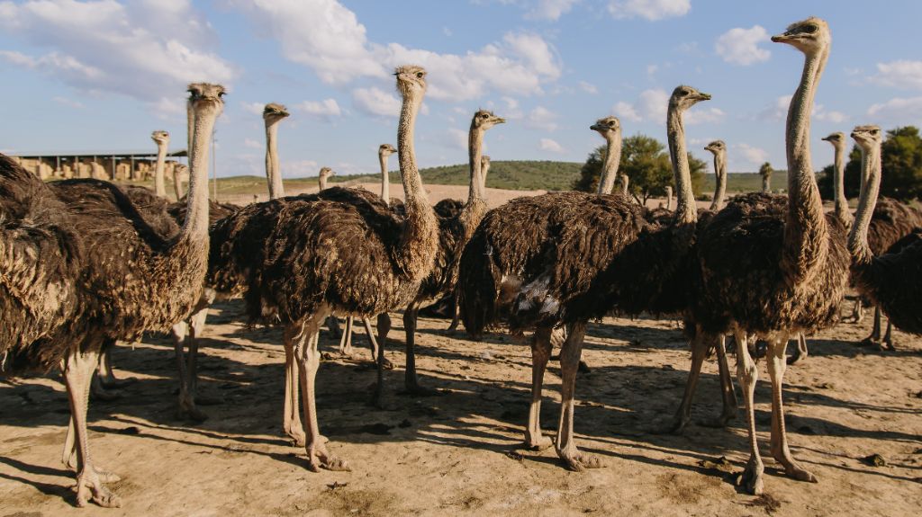 africamps boutique glamping south africa