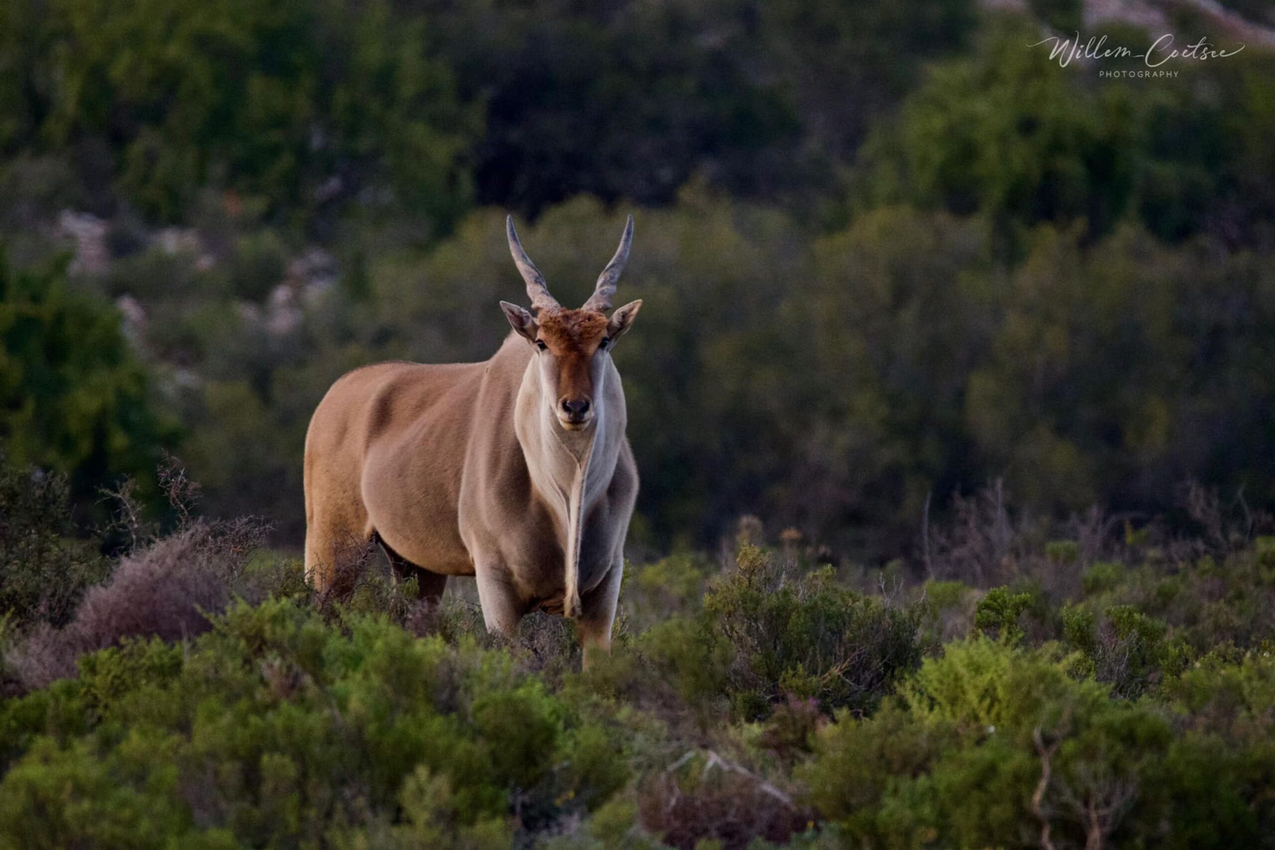 africamps boutique glamping south africa