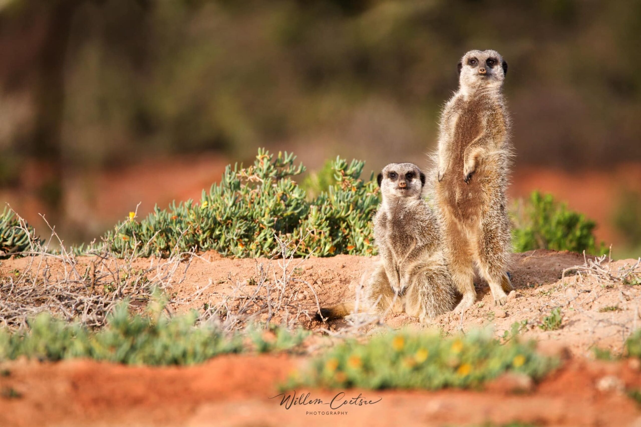 africamps boutique glamping south africa