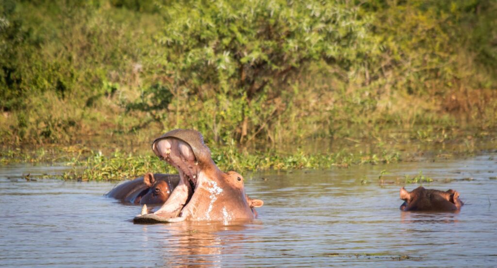 africamps boutique glamping south africa