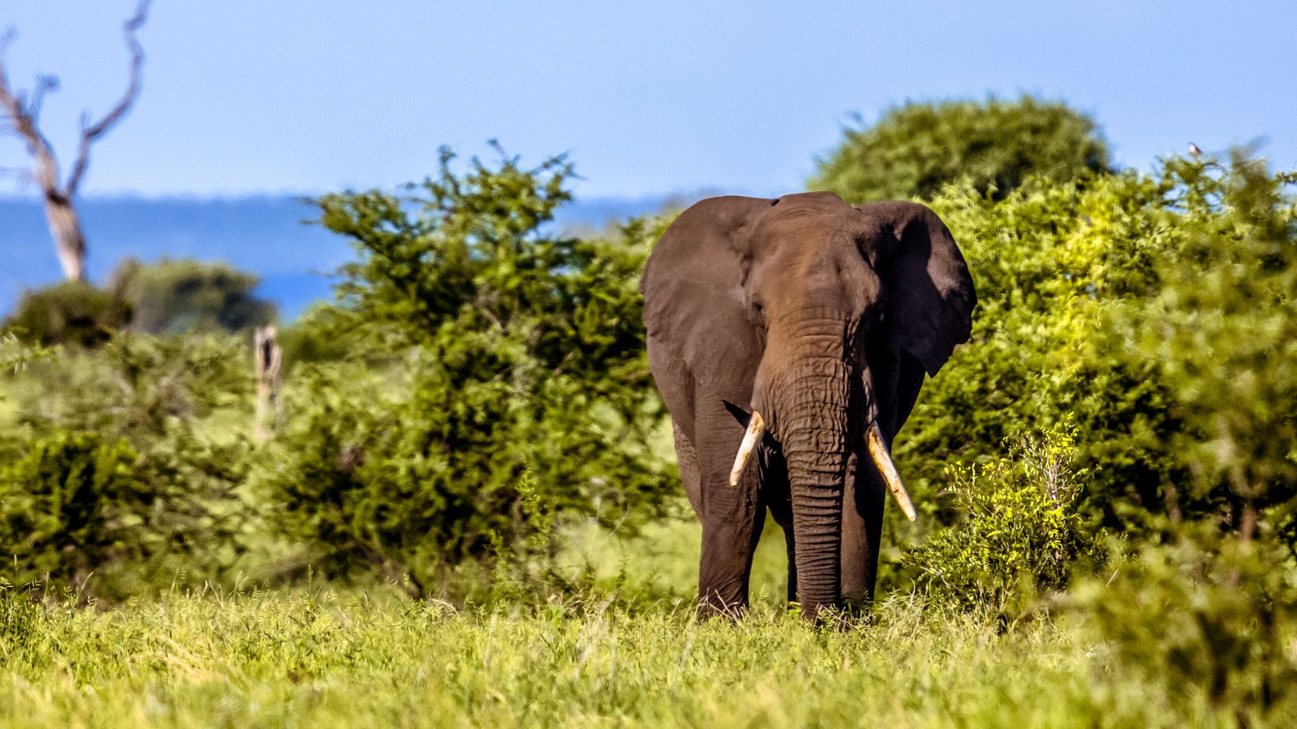 africamps at mackers hazyview boutique glamping south africa