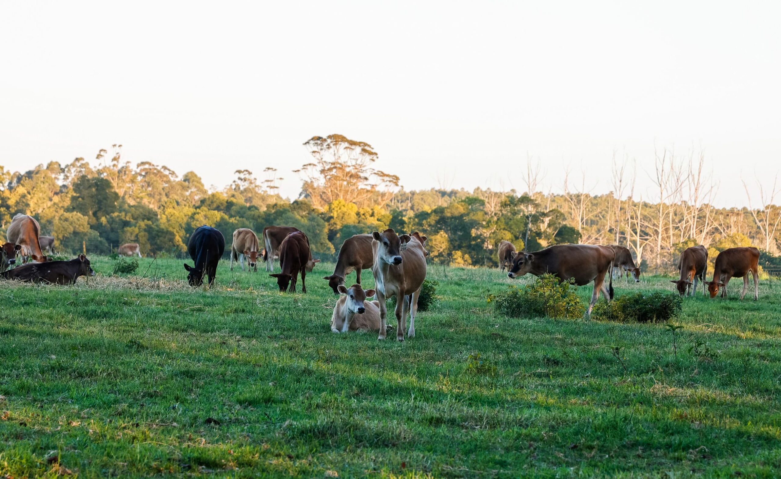 africamps at oakhurst wilderness boutique glamping south africa