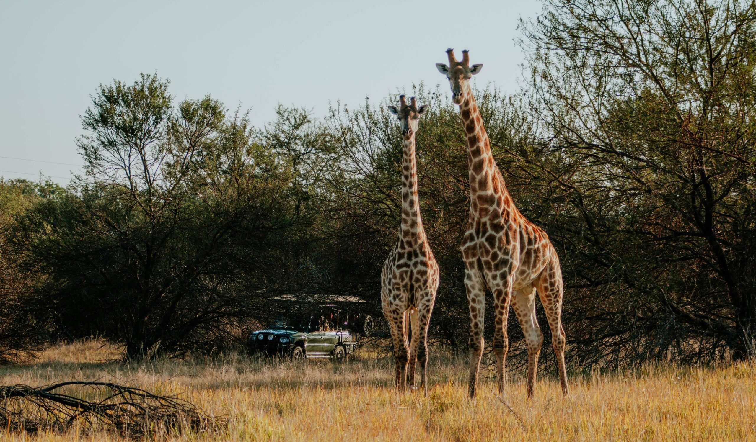 africamps waterberg limpopo boutique glamping south africa