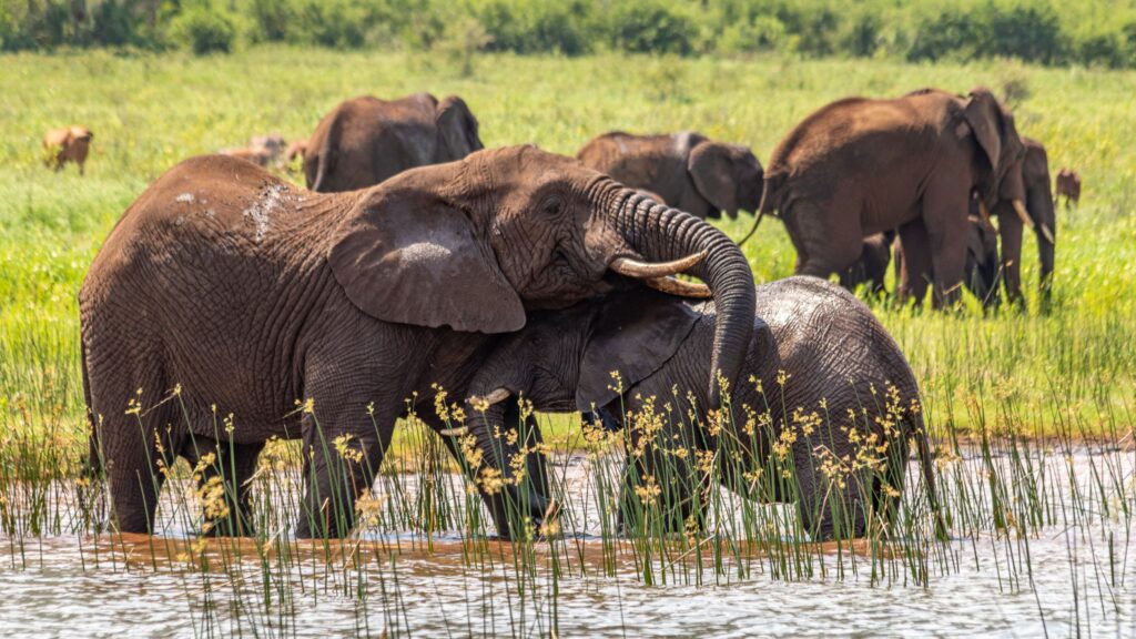 africamps at white elephant safaris pongola game reserve boutique glamping south africa