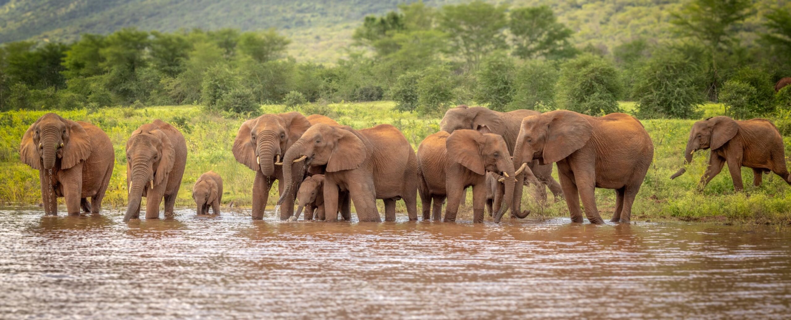 africamps at white elephant safaris pongola game reserve boutique glamping south africa