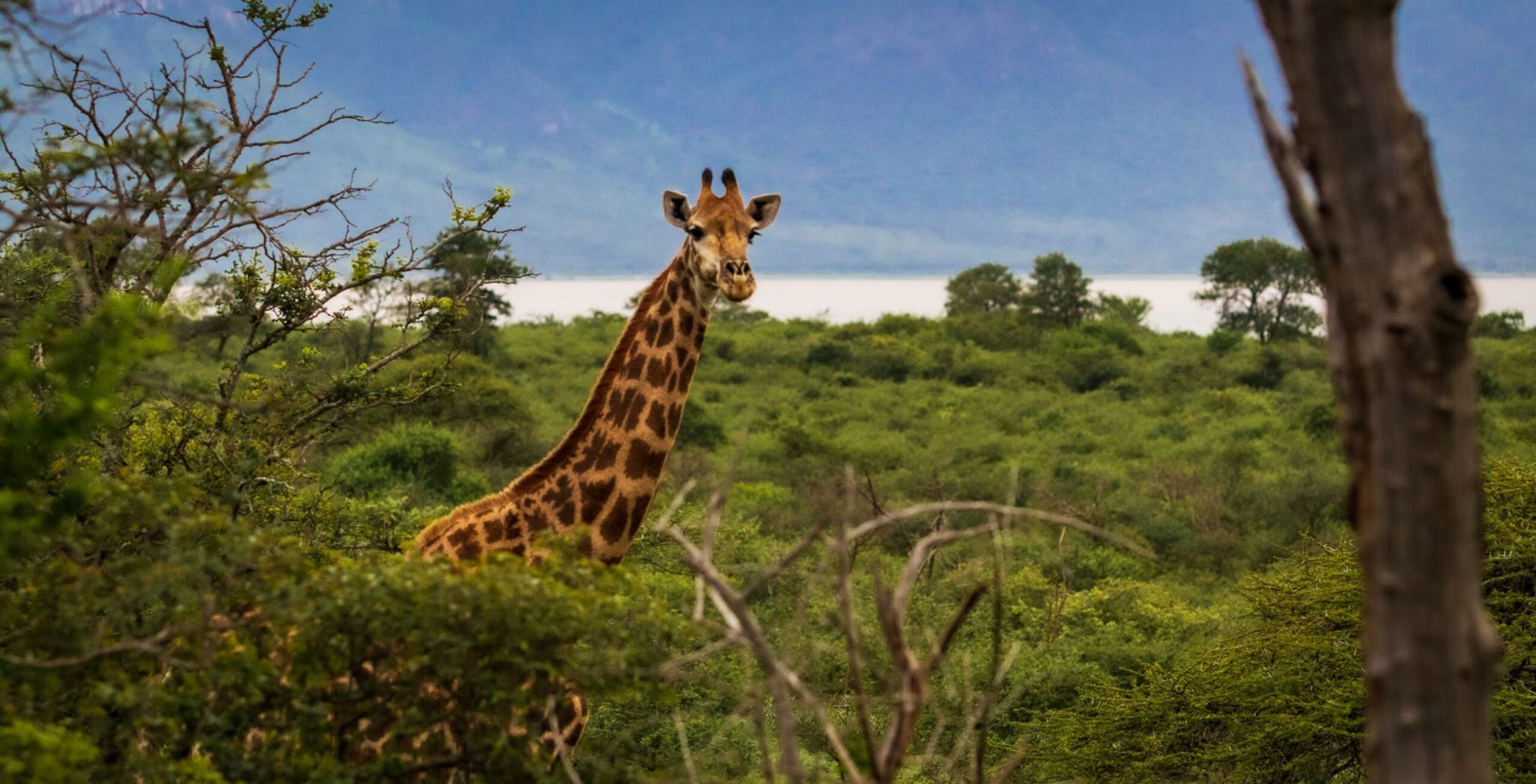 africamps at white elephant safaris pongola game reserve boutique glamping south africa