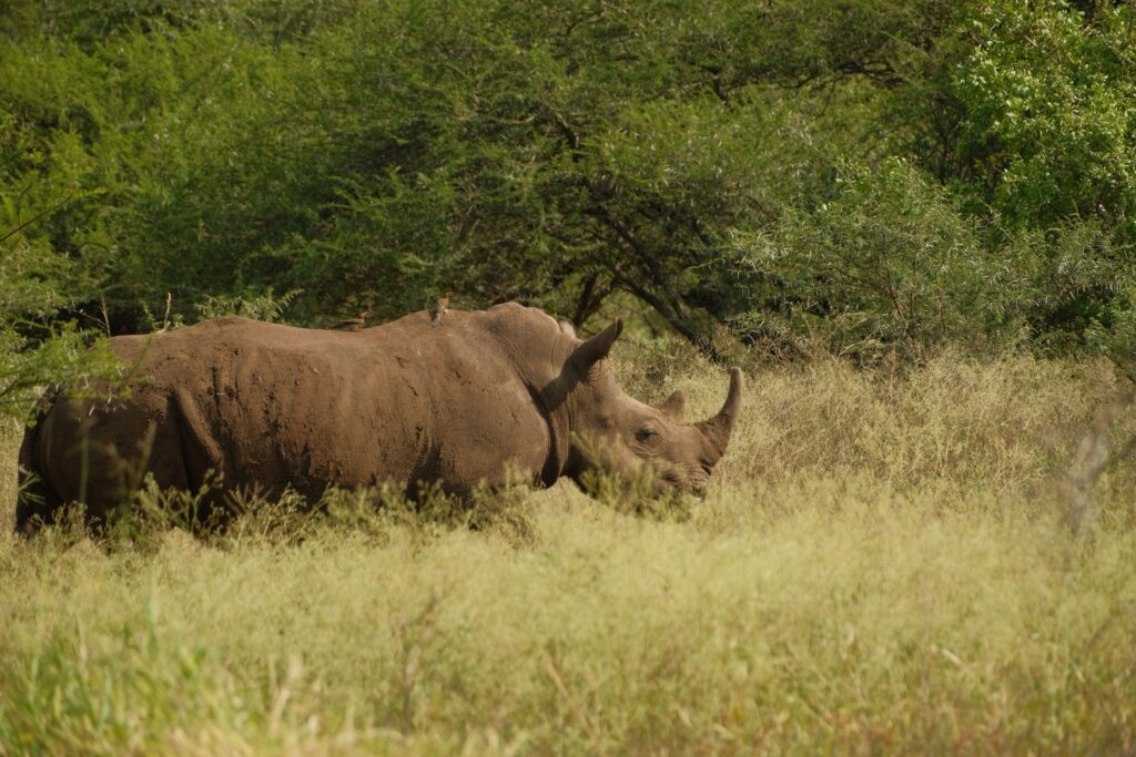 africamps at white elephant safaris pongola game reserve boutique glamping south africa