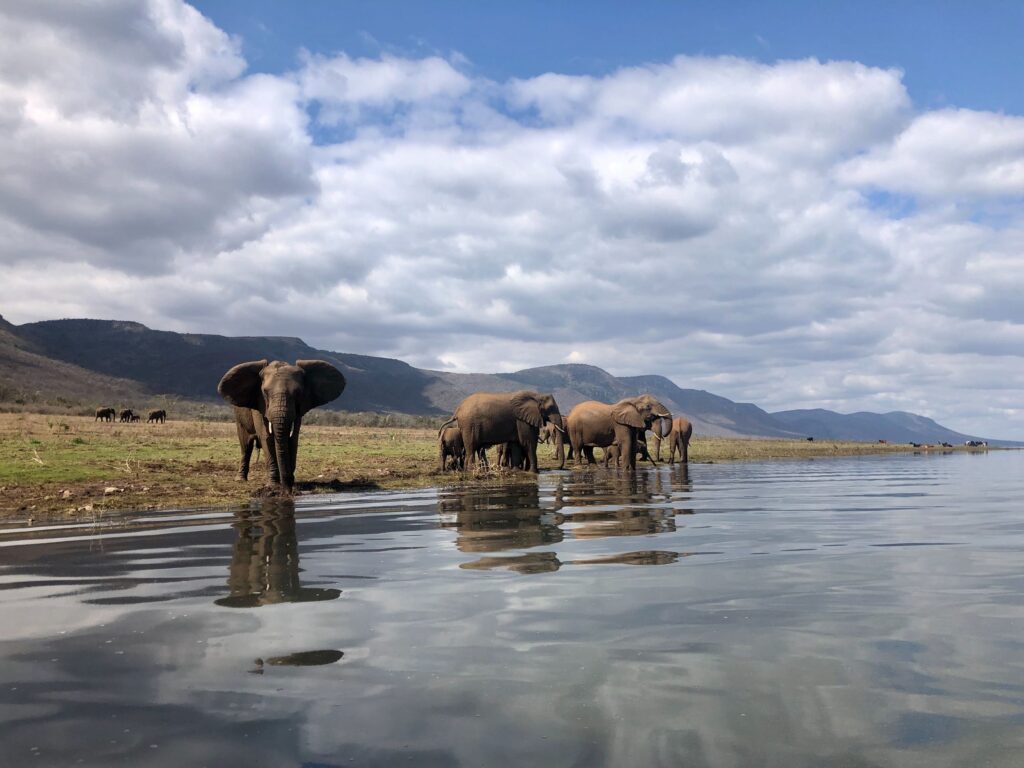 africamps at white elephant safaris pongola game reserve boutique glamping south africa