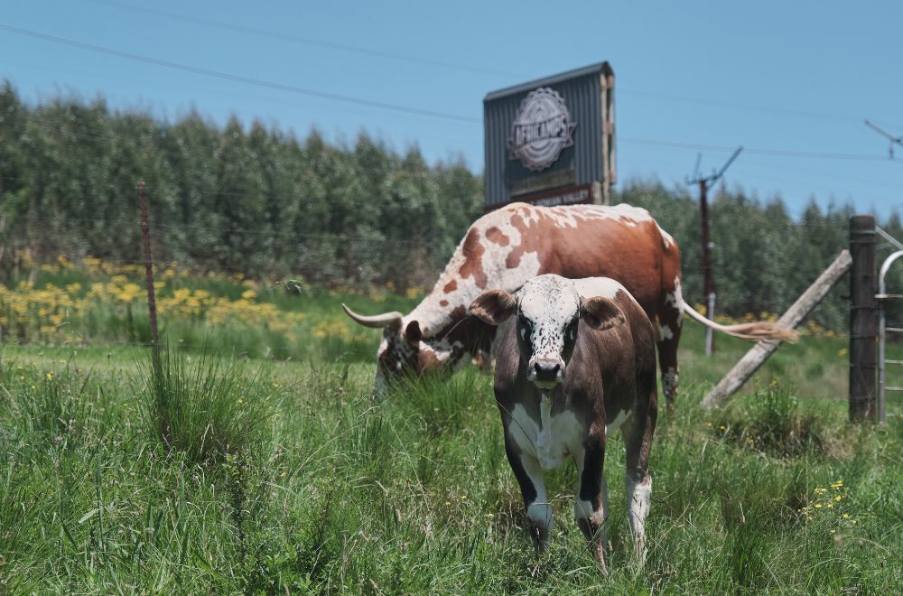 africamps at gowan valley, the midlands, boutique glamping south africa