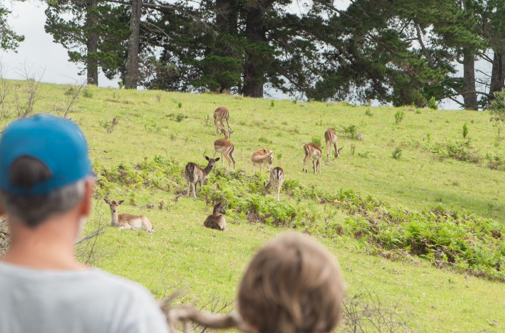 africamps at ingwe, plettenberg bay, boutique glamping south africa