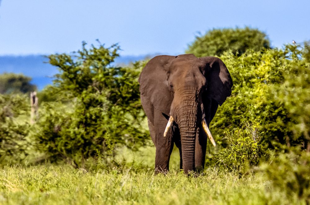 africamps at mackers, hazyview, boutique glamping south africa