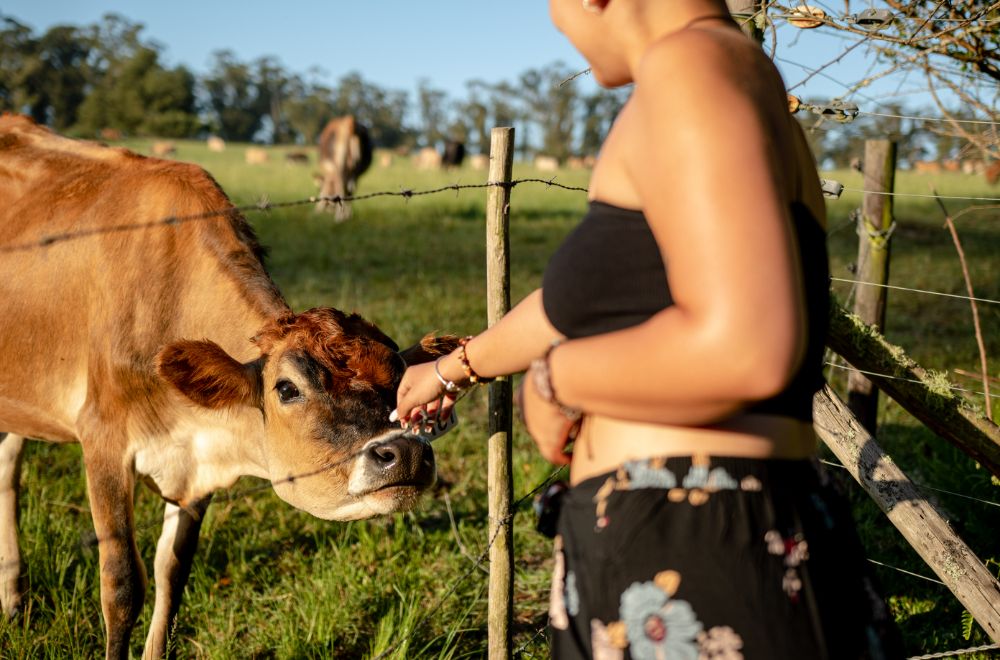 africamps at oakhurst, wilderness, boutique glamping south africa