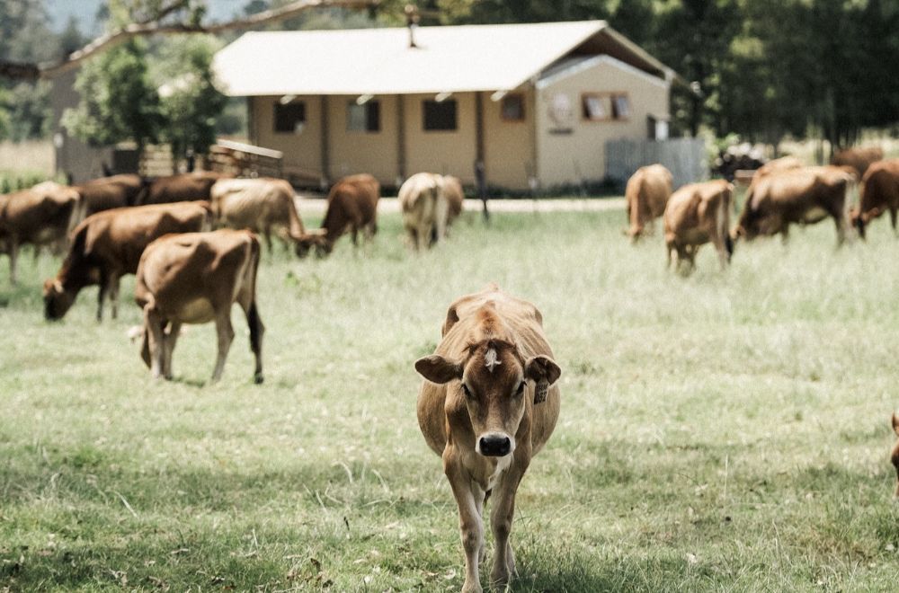 africamps at oakhurst, wilderness, boutique glamping south africa