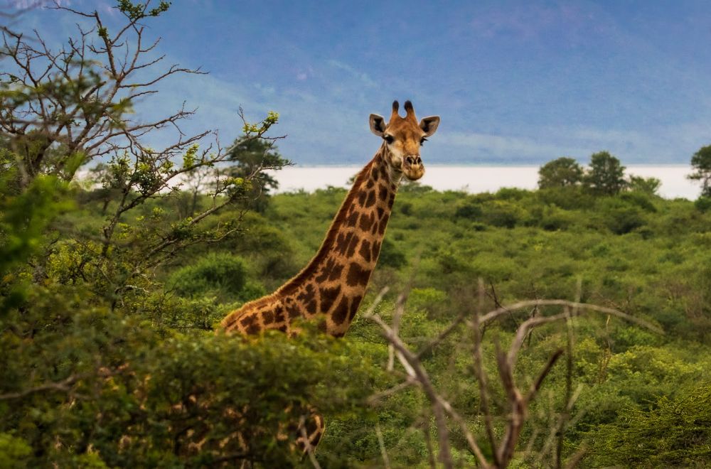 africamps at white elephant safaris, pongola game reserve, boutique glamping south africa