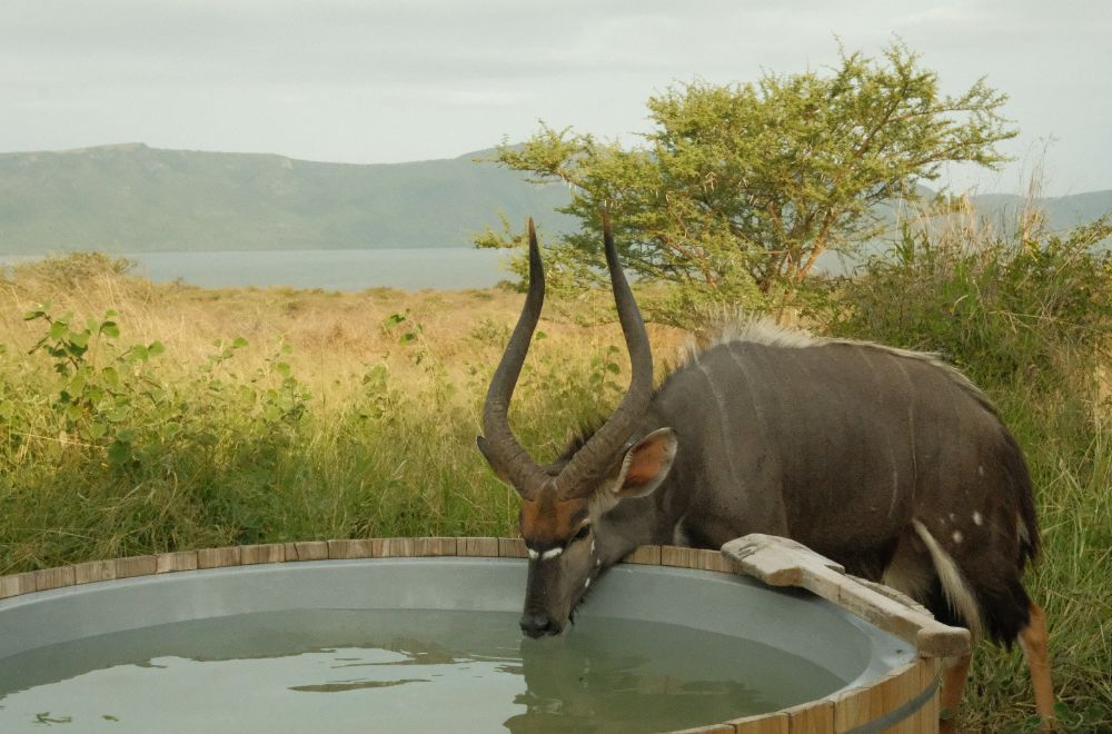 africamps at white elephant safaris, pongola game reserve, boutique glamping south africa