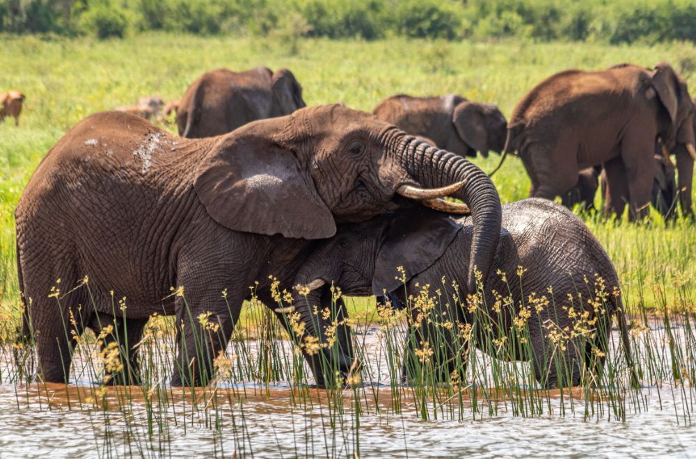 africamps at white elephant safaris, pongola game reserve, boutique glamping south africa