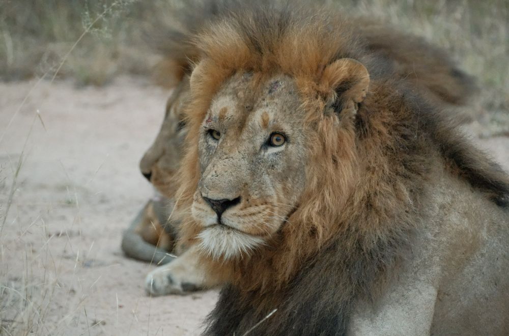 africamps hoedspruit, greater kruger, boutique glamping south africa