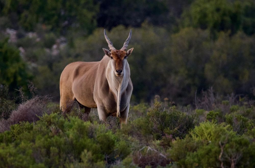 africamps klein karoo, oudtshoorn, boutique glamping south africa