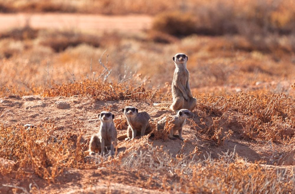africamps klein karoo, oudtshoorn, boutique glamping south africa