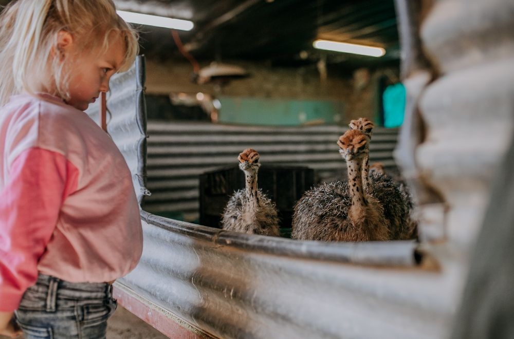 africamps klein karoo, oudtshoorn, boutique glamping south africa