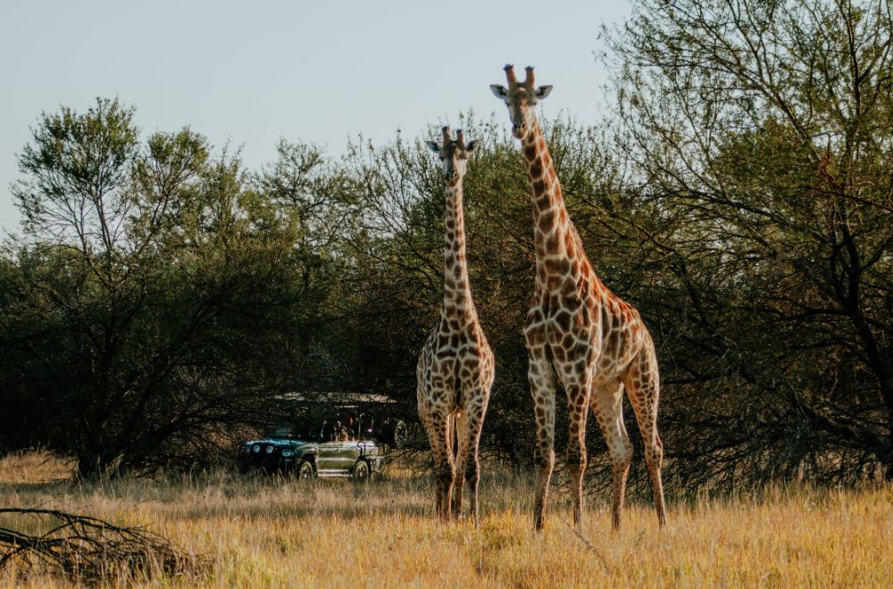 africamps waterberg, limpopo, boutique glamping south africa
