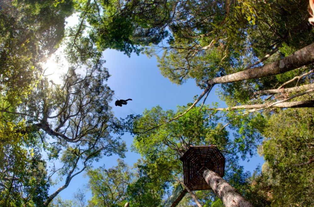 canopy tours south africa ziplining