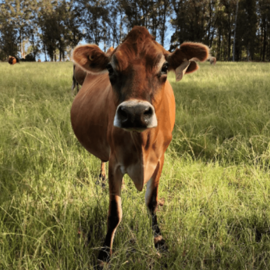 AfriCamps at Oakhurst, dairy farm, cows