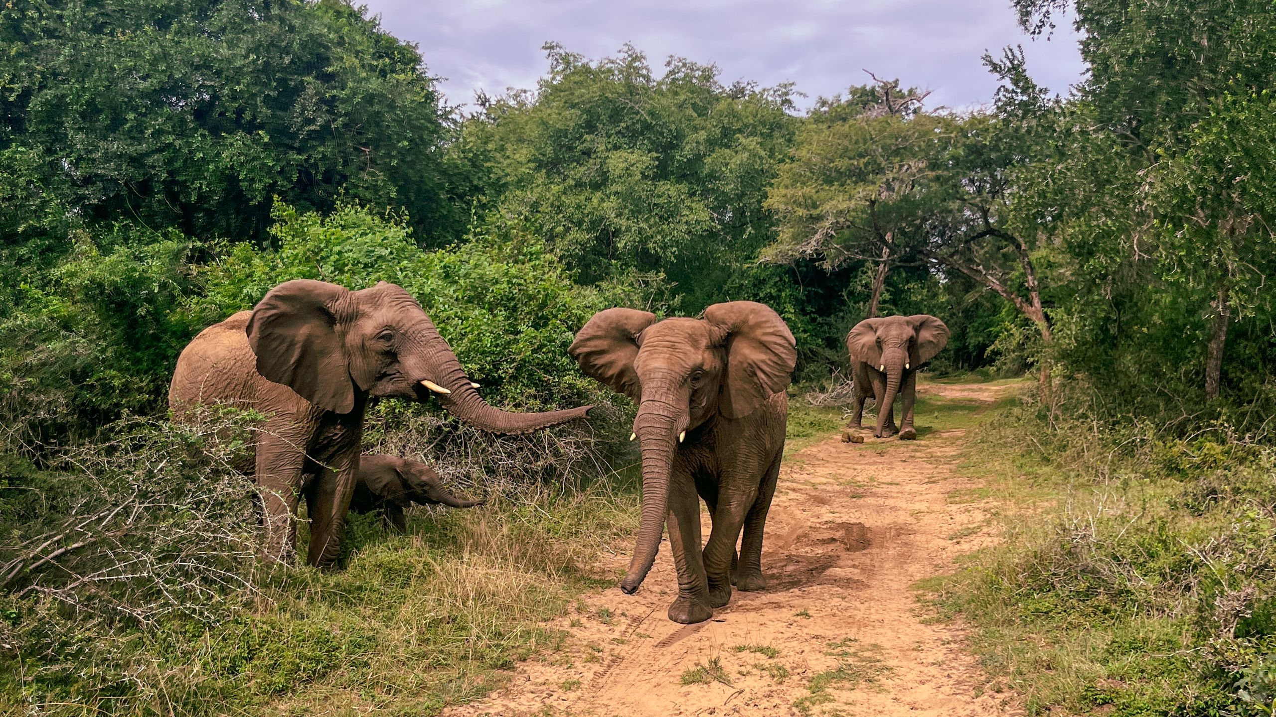 africamps at bonamanzi game reserve glamping south africa 