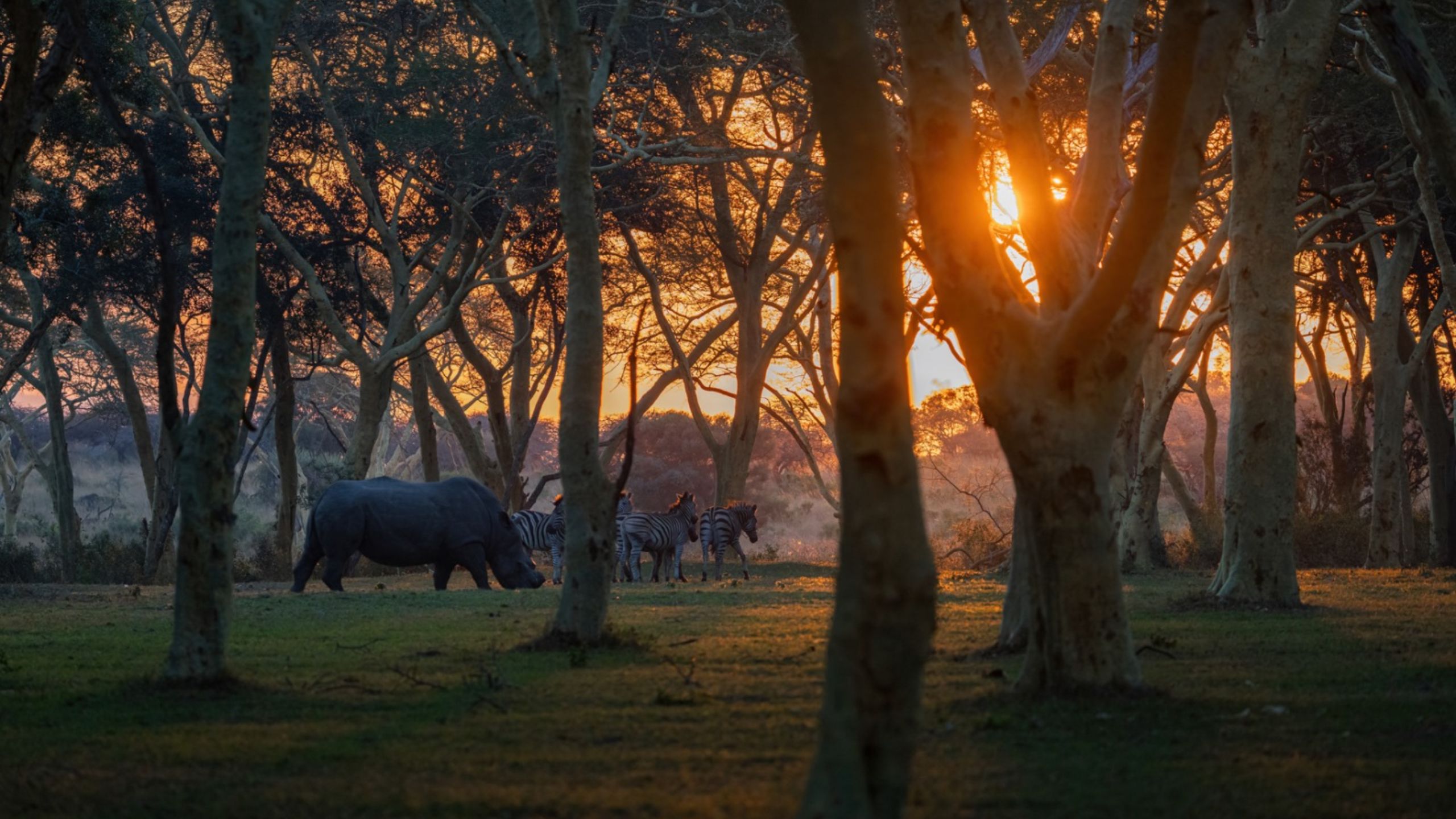 africamps at bonamanzi game reserve glamping south africa
