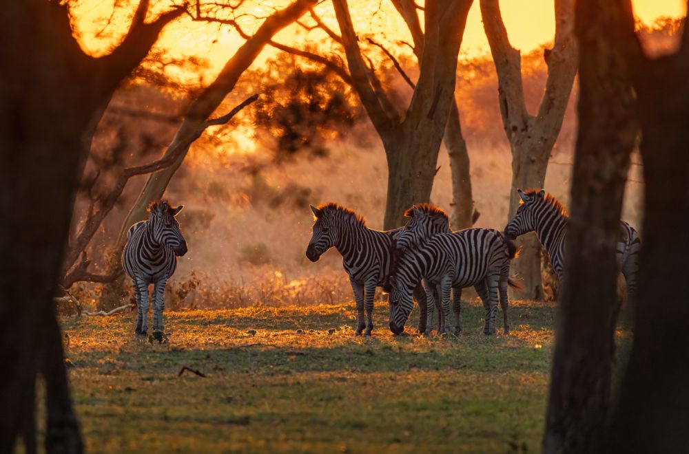 africamps at bonamanzi game reserve glamping south africa